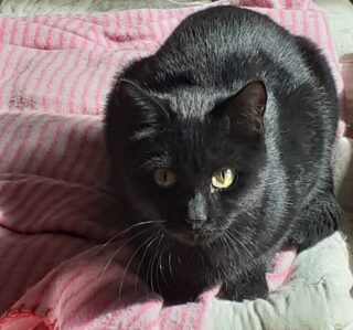 Gatto nero su una calda coperta.
Adotta un gatto de Il Club Dei Gommini D'Oro