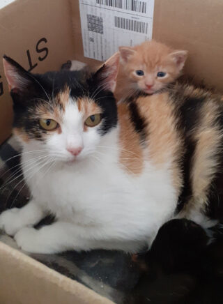 Una bella mamma gatta calico col suo gattino rosso. Adotta un gatto de Il Club Dei Gommini D'Oro